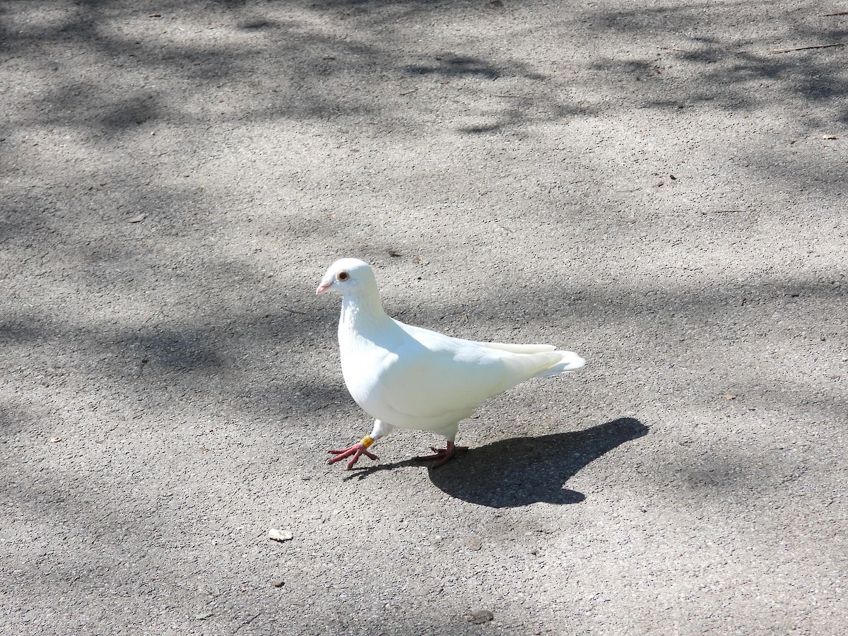 Rock Pigeon (Feral Pigeon) - ML618787152