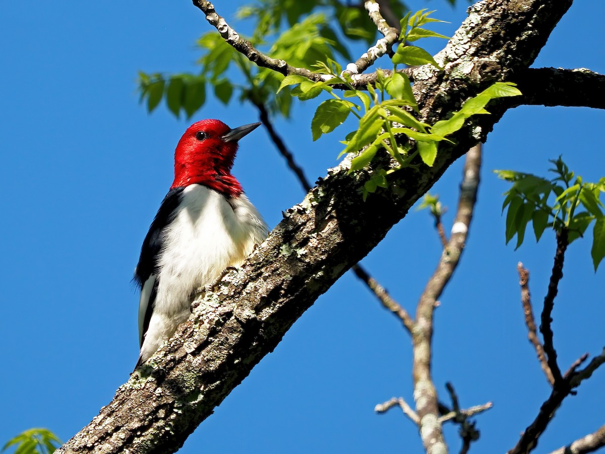 Red-headed Woodpecker - ML618787166