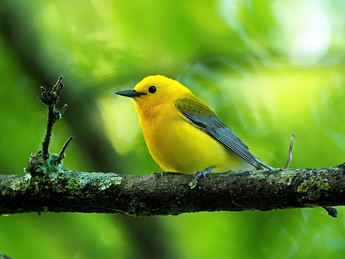 Prothonotary Warbler - ML618787201