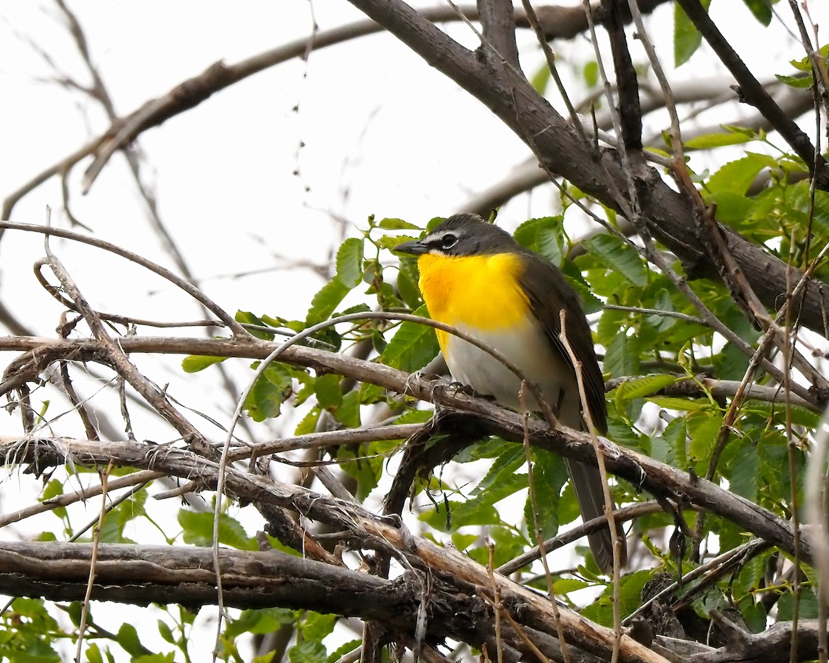 Yellow-breasted Chat - ML618787202