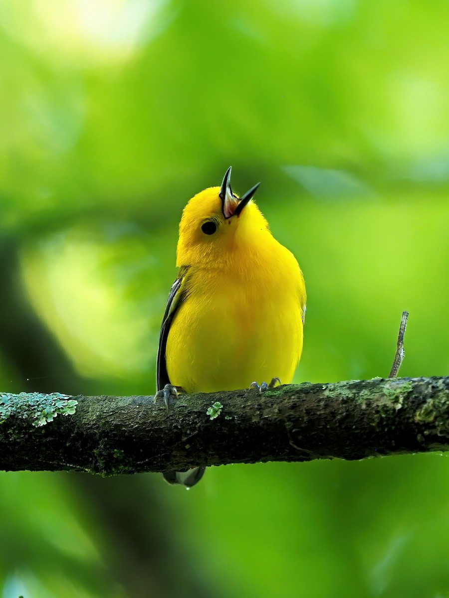 Prothonotary Warbler - ML618787206