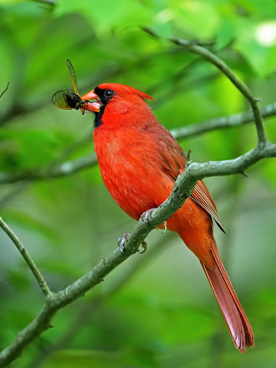 Cardinal rouge - ML618787226