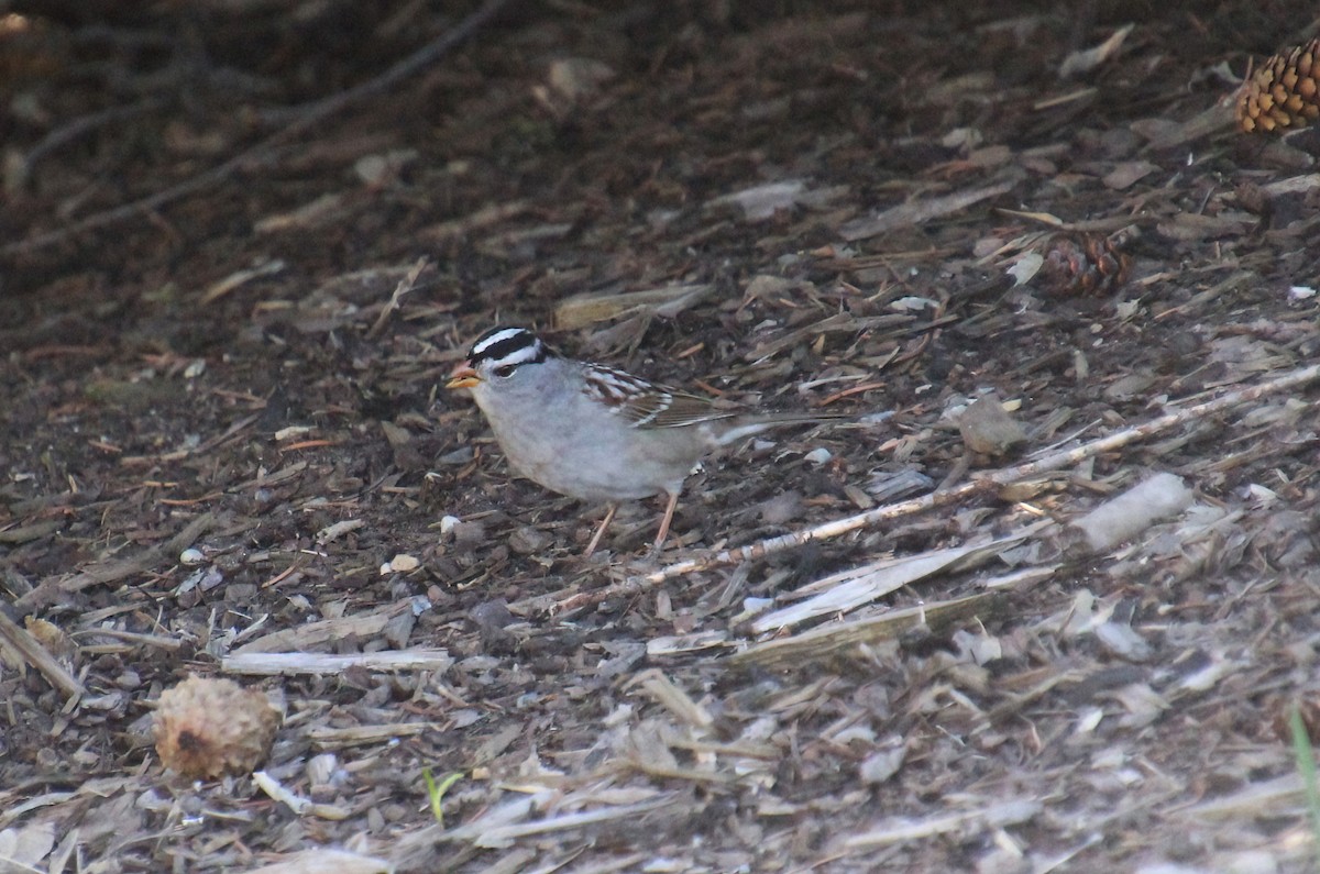 White-crowned Sparrow - ML618787236