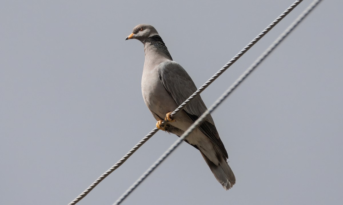 Band-tailed Pigeon - Corey S.