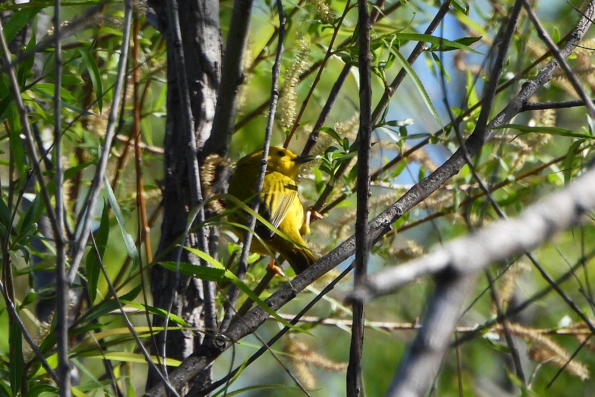 Yellow Warbler - ML618787290