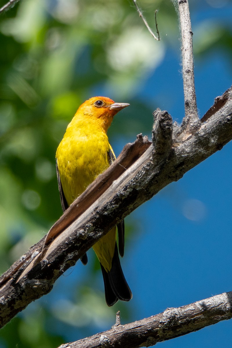 Western Tanager - ML618787293
