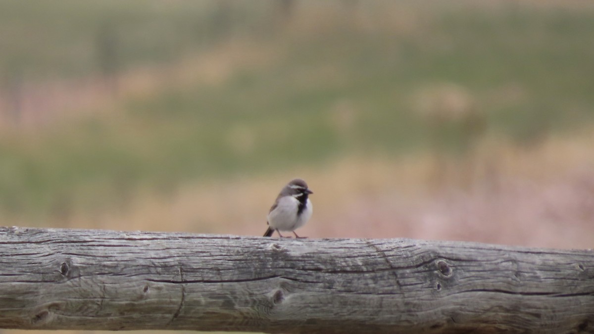 Black-throated Sparrow - ML618787309
