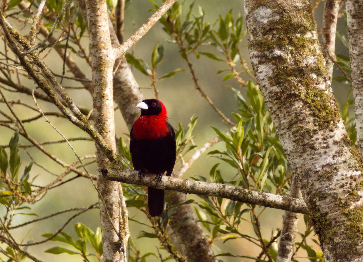 Crimson-collared Tanager - Jessie Beaudreault Aguilar