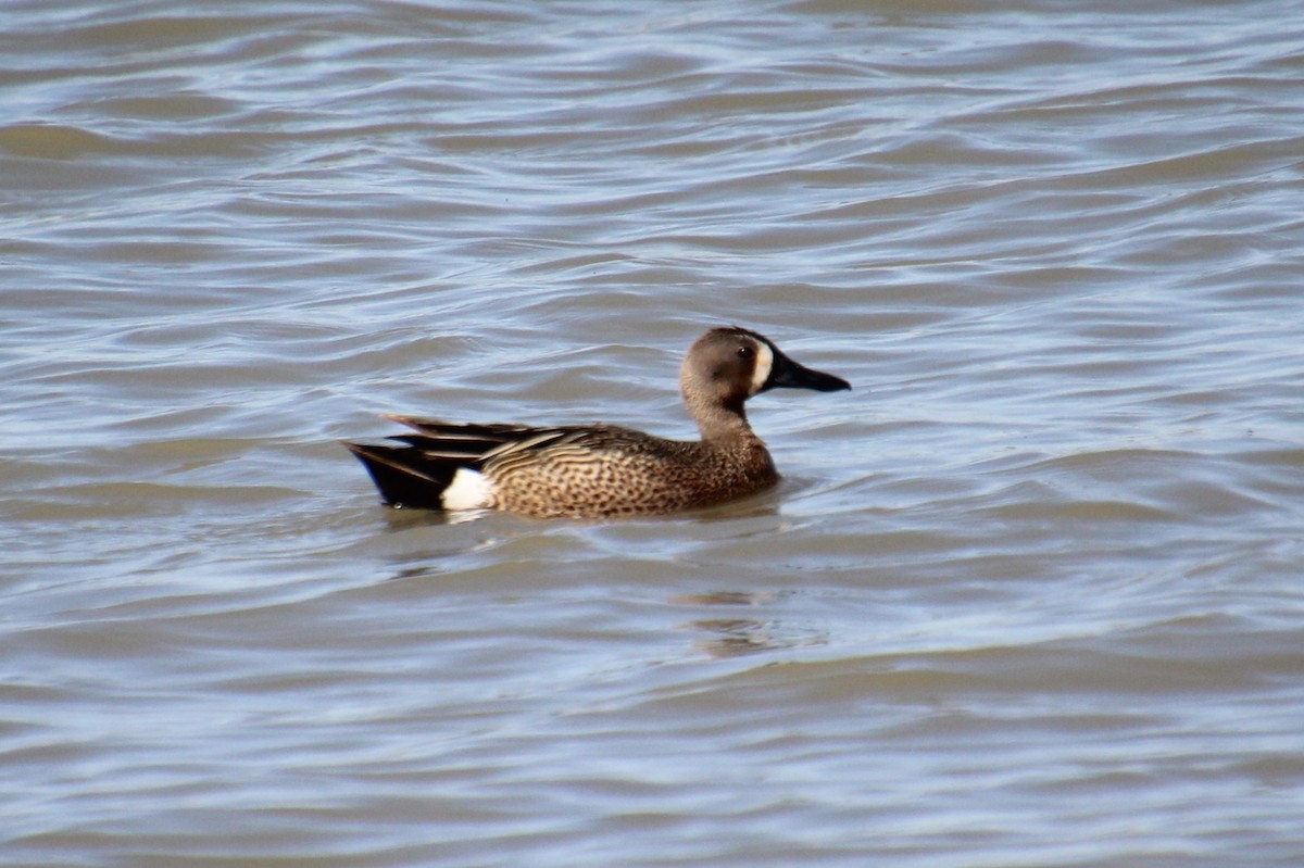 Blue-winged Teal - ML618787375
