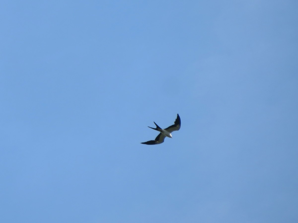 Swallow-tailed Kite - ML618787381