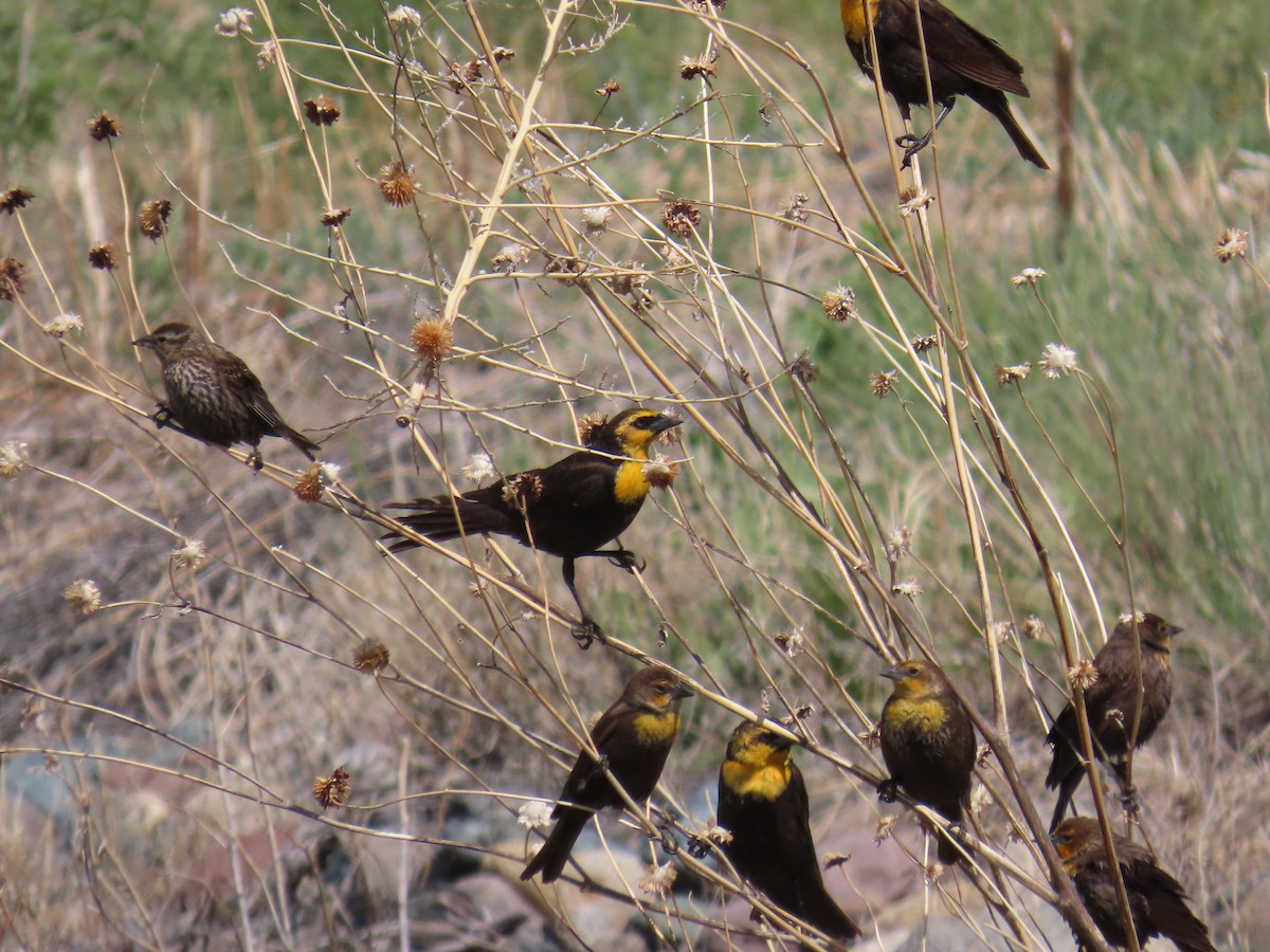 Yellow-headed Blackbird - ML618787393