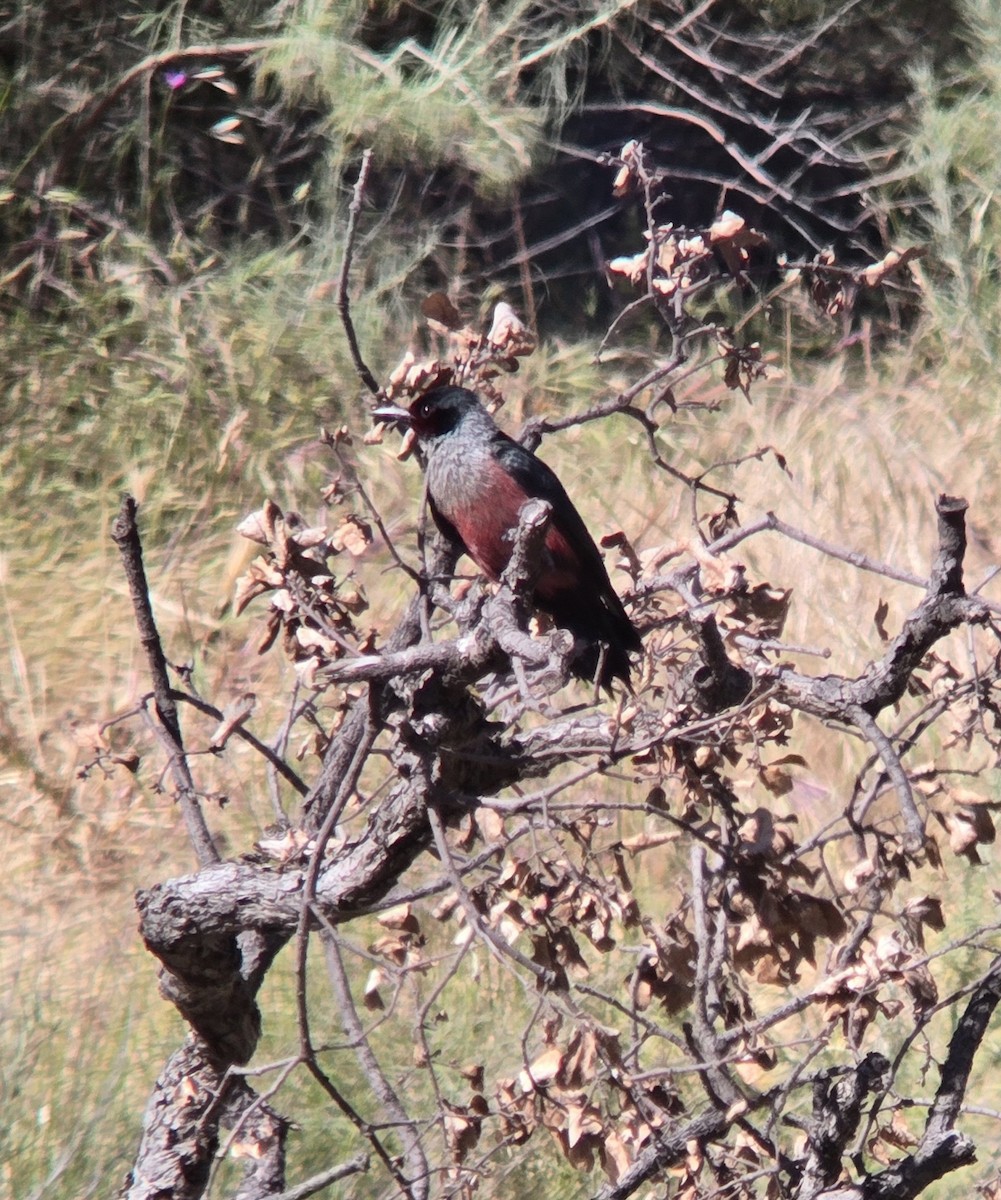 Lewis's Woodpecker - ML618787398