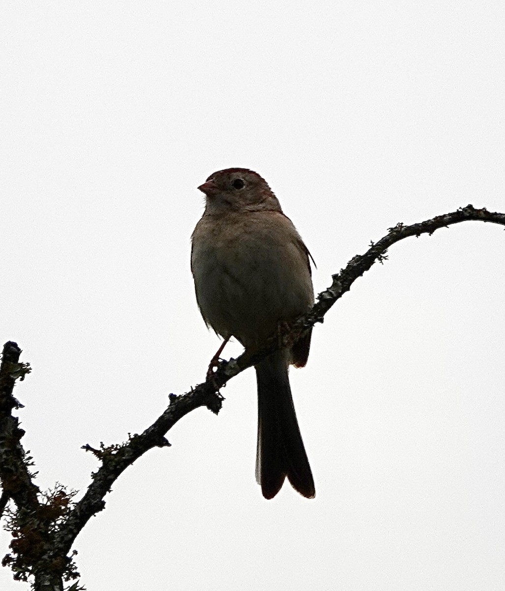 Field Sparrow - ML618787431