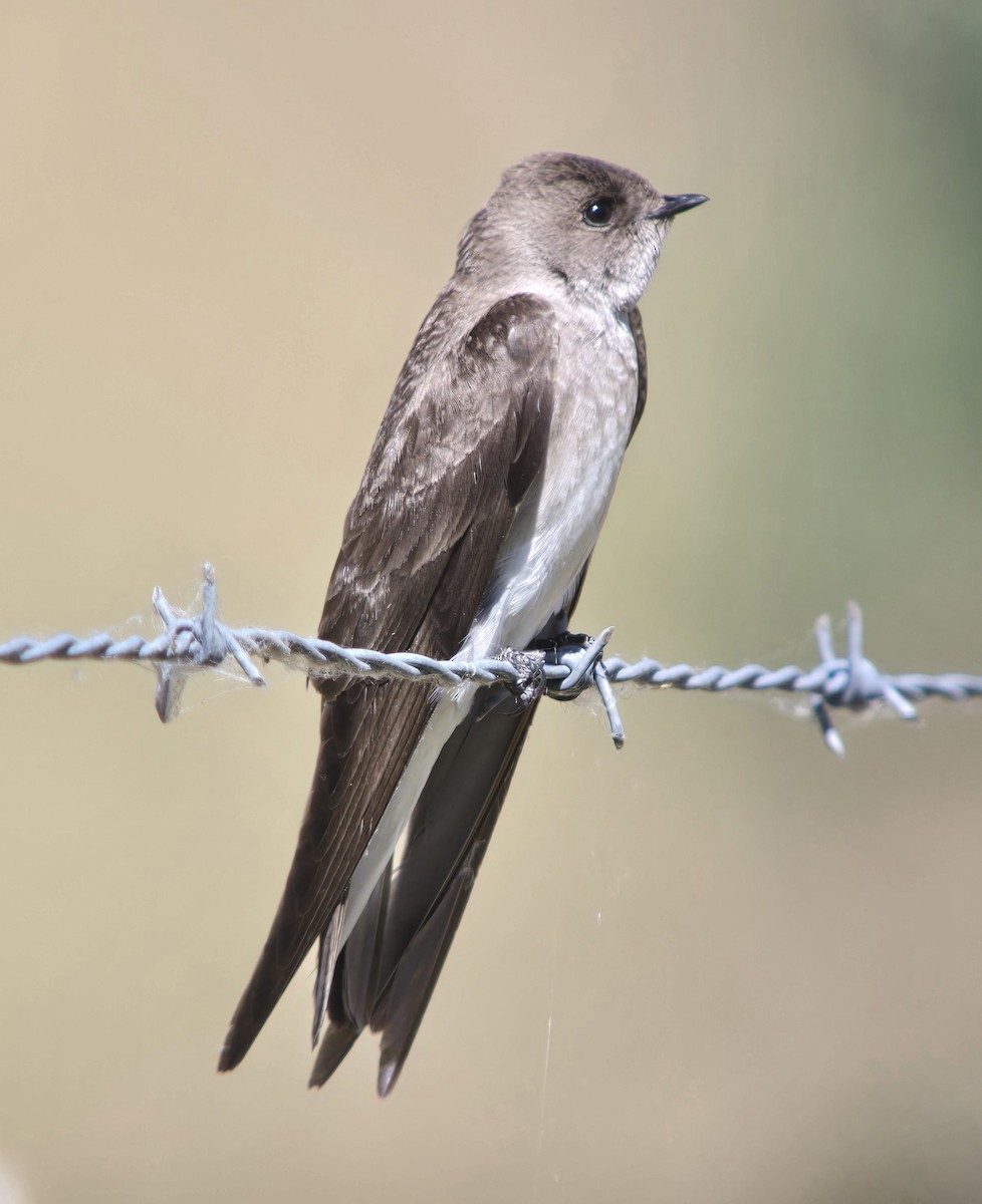 Northern Rough-winged Swallow - ML618787438