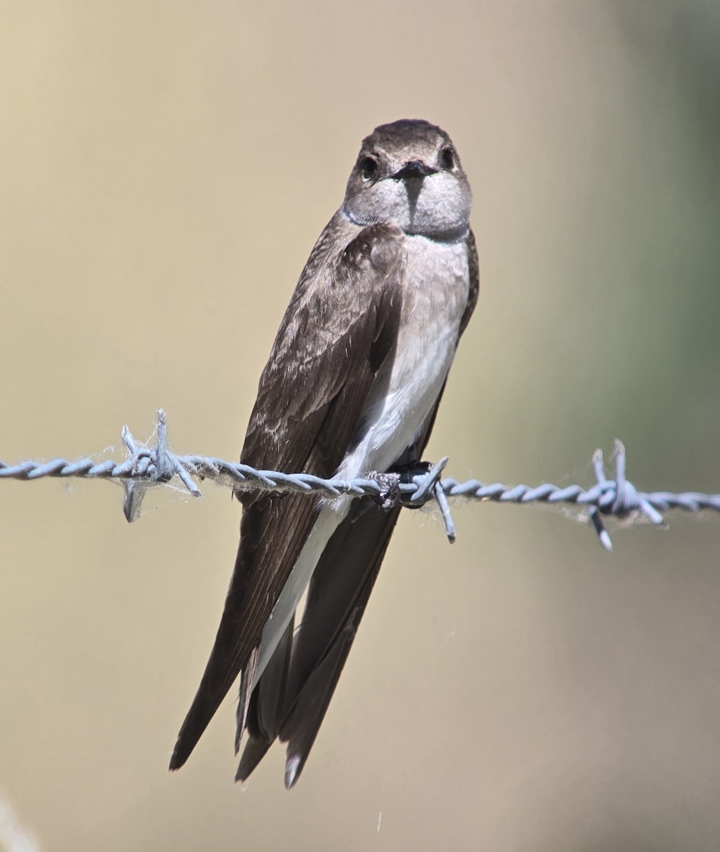 Northern Rough-winged Swallow - ML618787439
