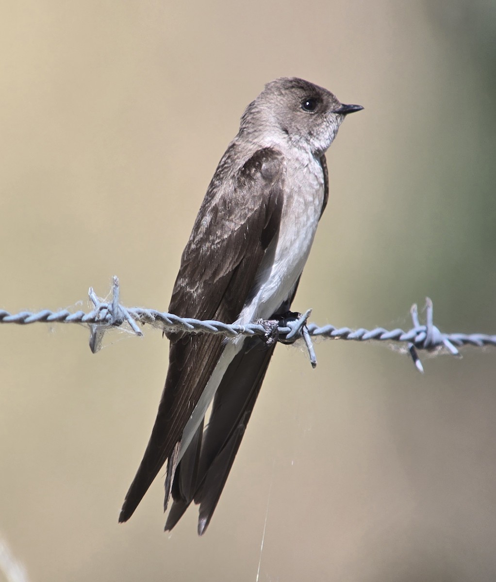 Northern Rough-winged Swallow - ML618787440
