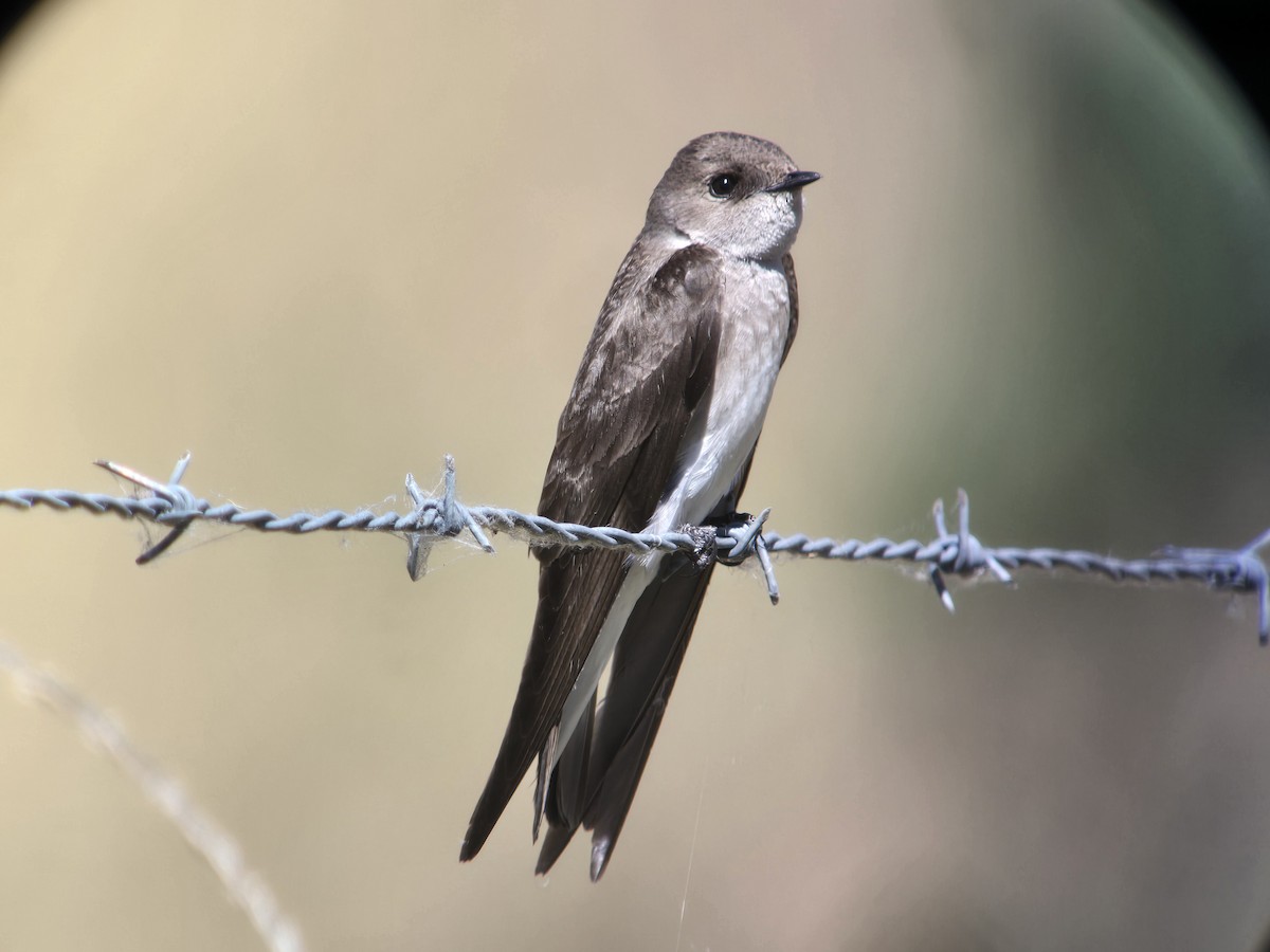 Northern Rough-winged Swallow - ML618787441