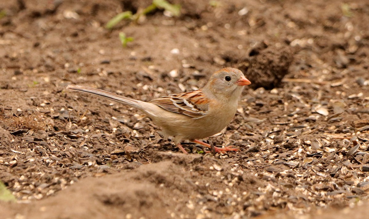 Field Sparrow - David Holmen