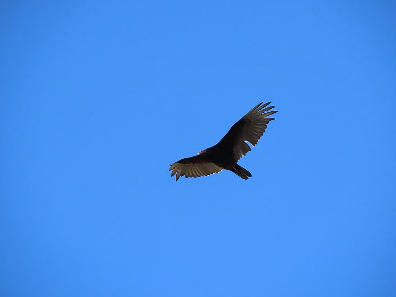 Turkey Vulture - ML618787516