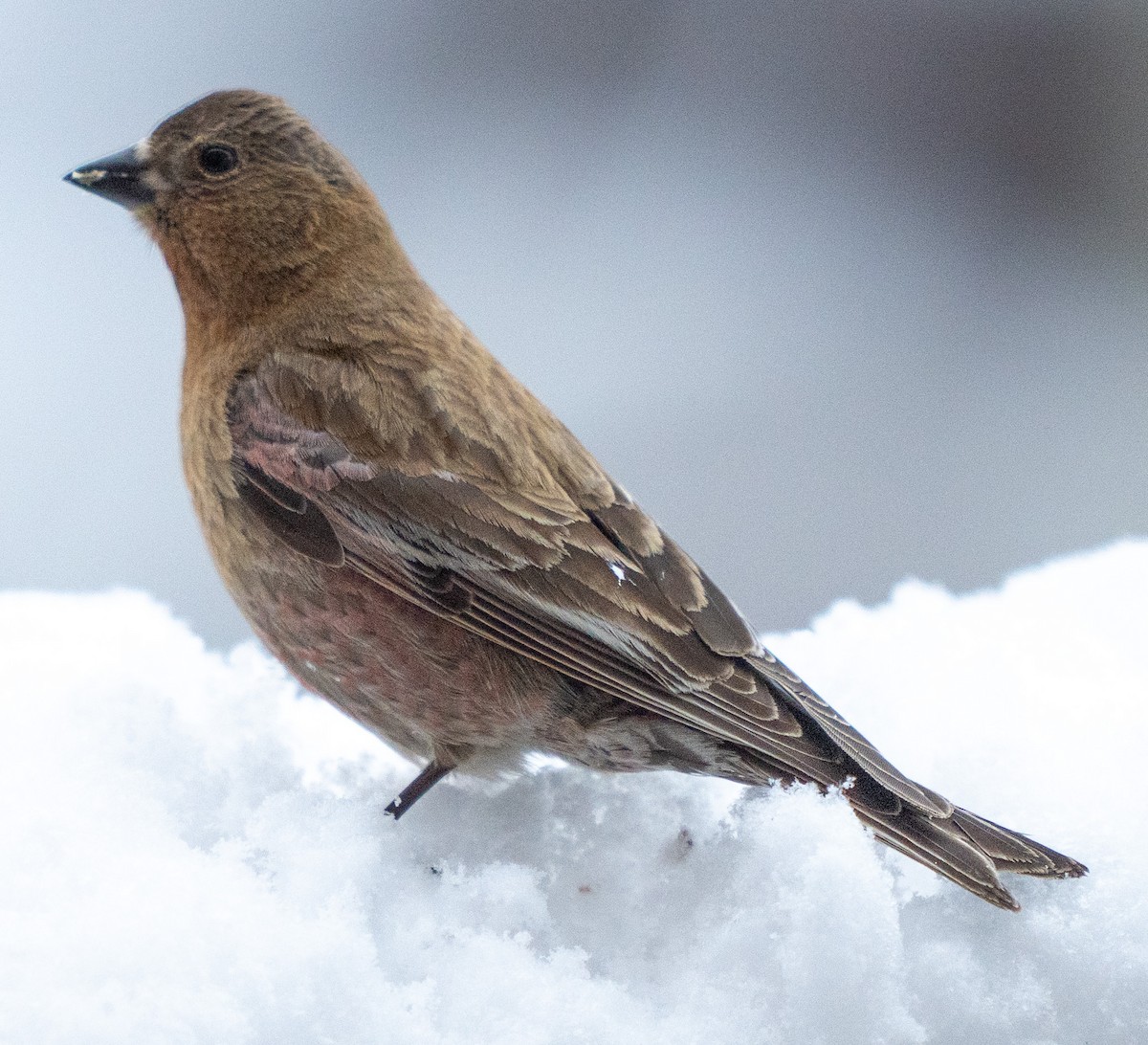 Brown-capped Rosy-Finch - ML618787590