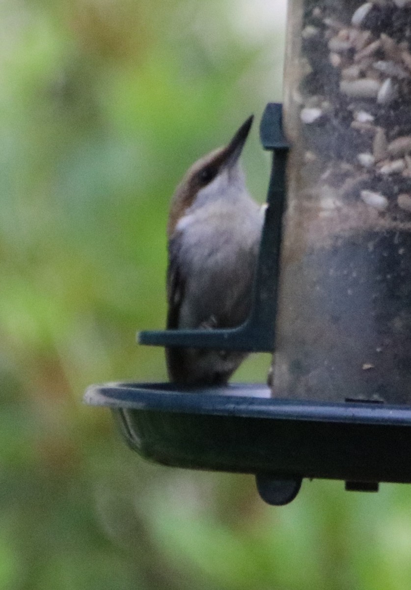 Brown-headed Nuthatch - ML618787625