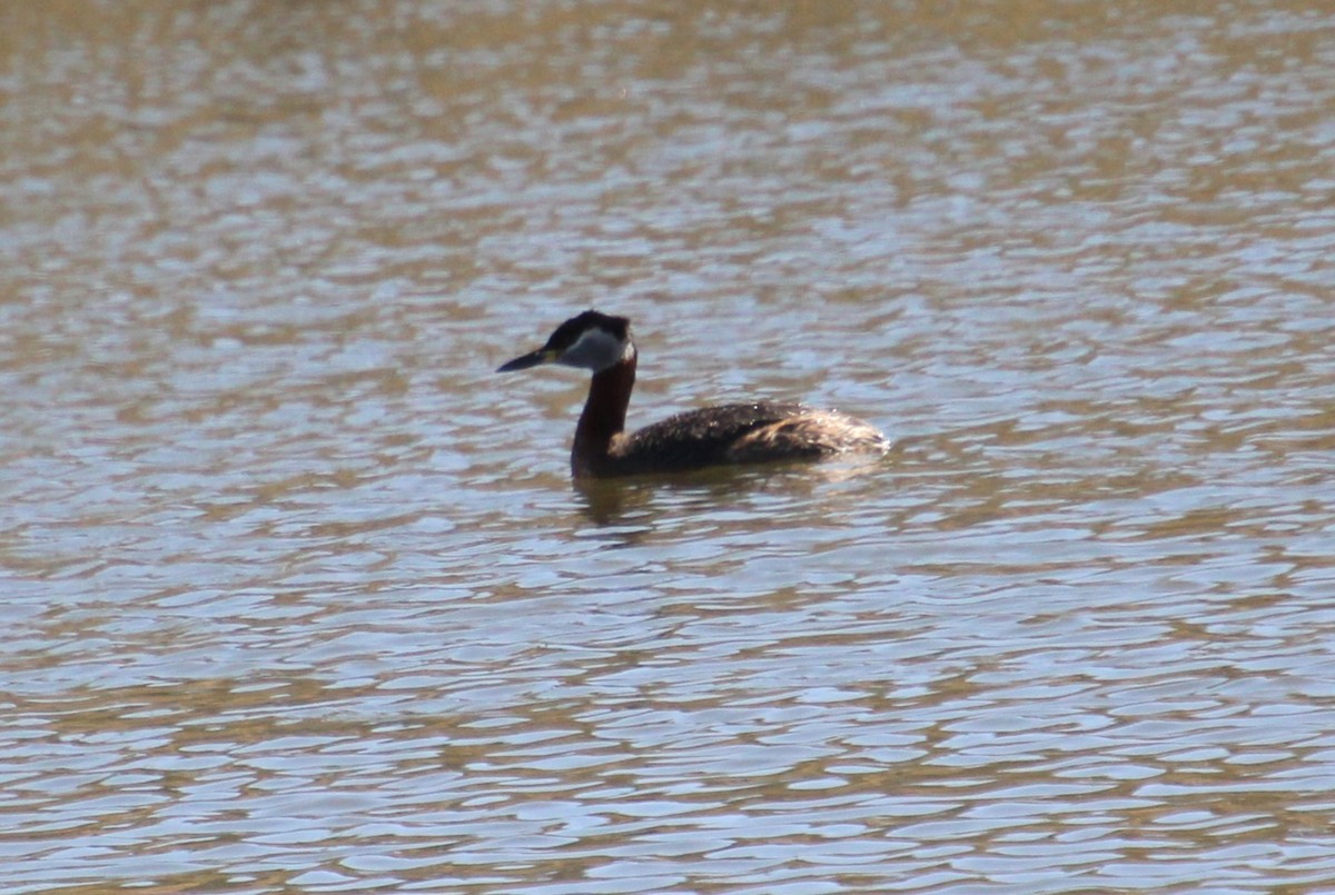 Red-necked Grebe - ML618787643