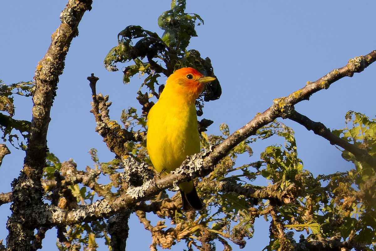 Western Tanager - ML618787696