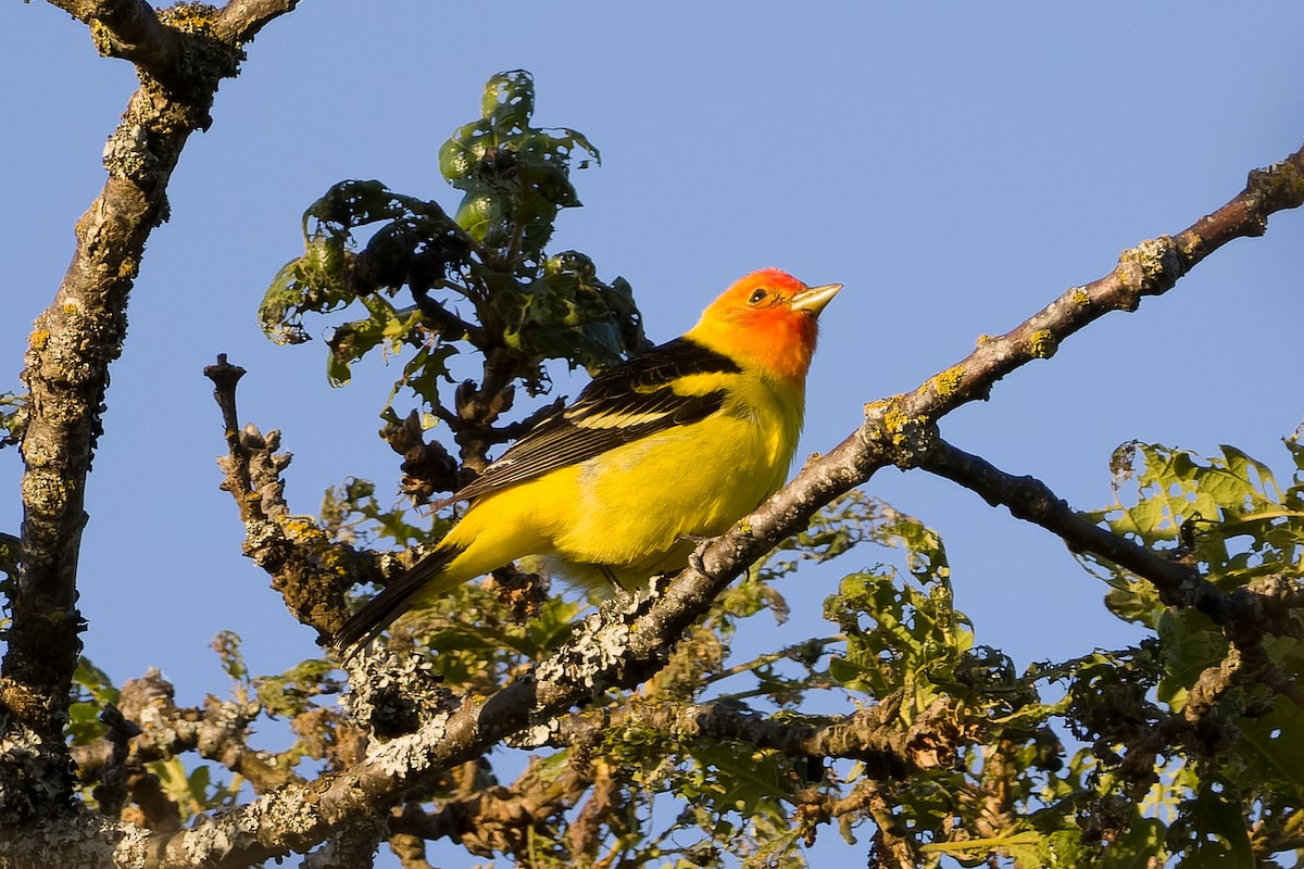 Western Tanager - ML618787697