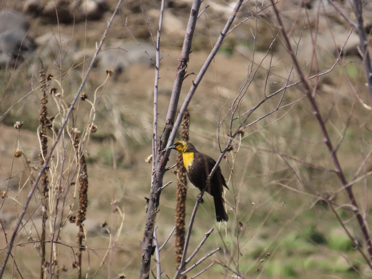 Yellow-headed Blackbird - ML618787709