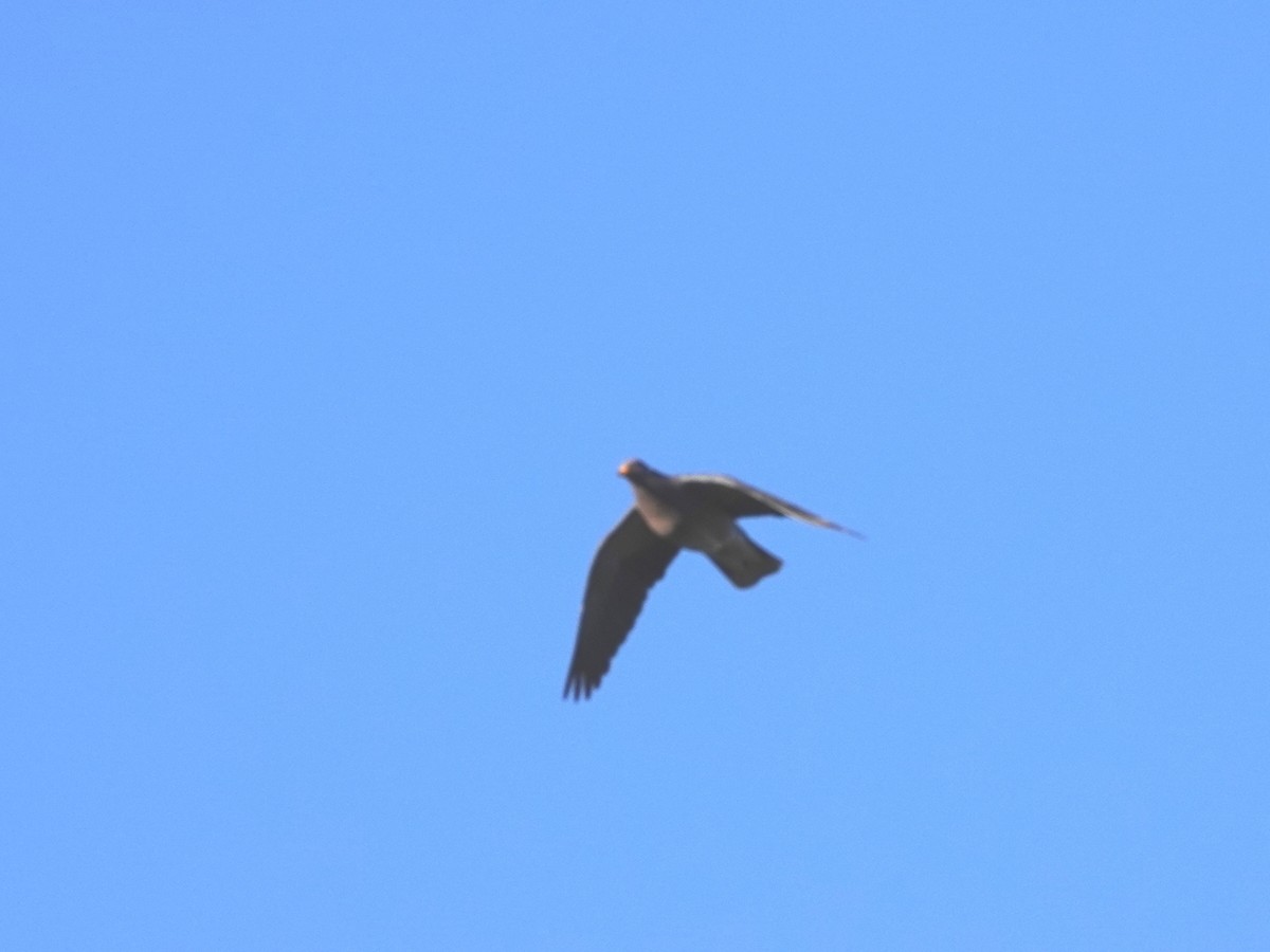 Band-tailed Pigeon - Norman Uyeda