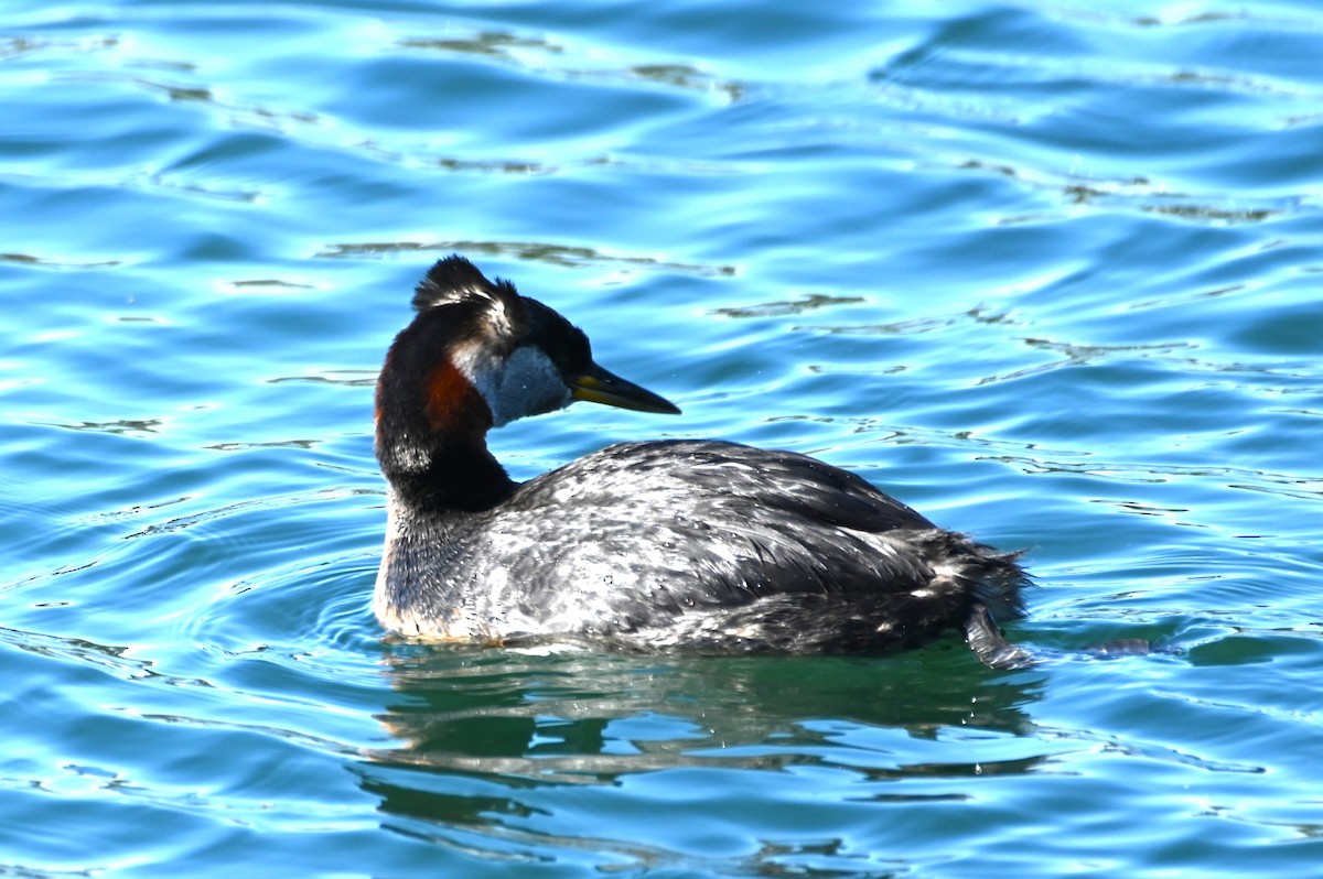 Red-necked Grebe - ML618787755