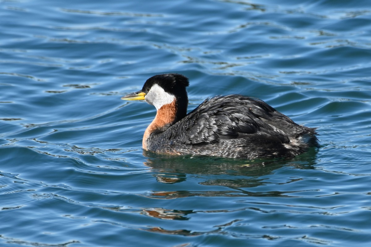 Red-necked Grebe - ML618787756