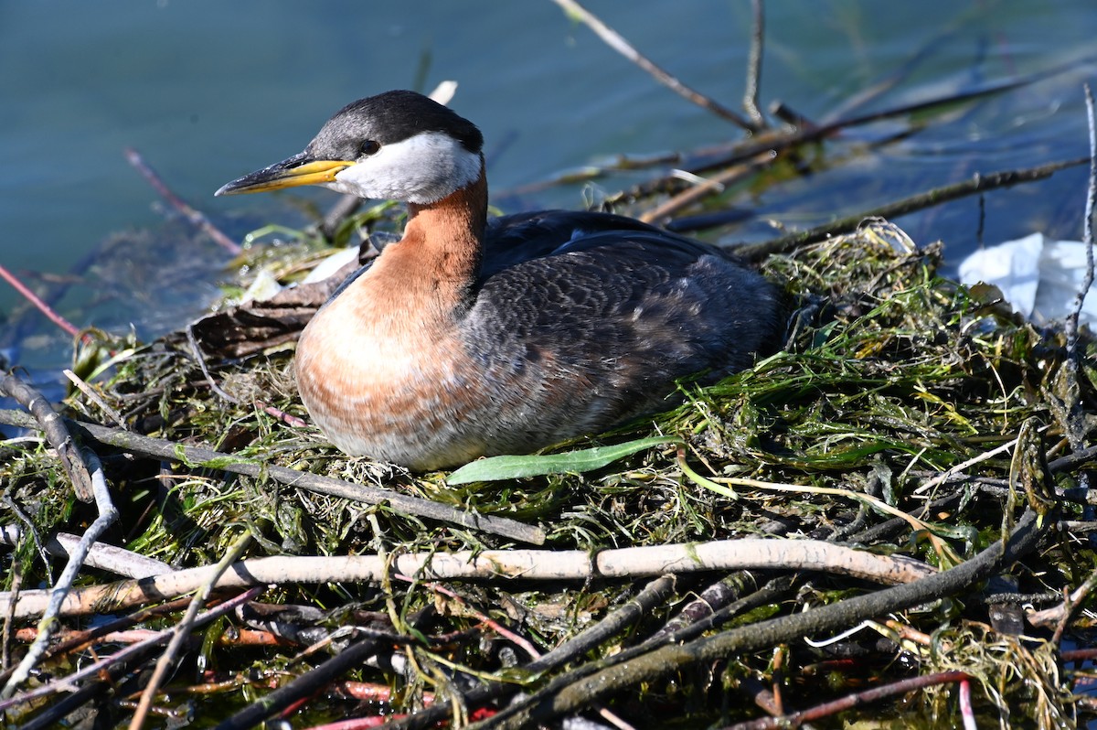 Red-necked Grebe - ML618787757