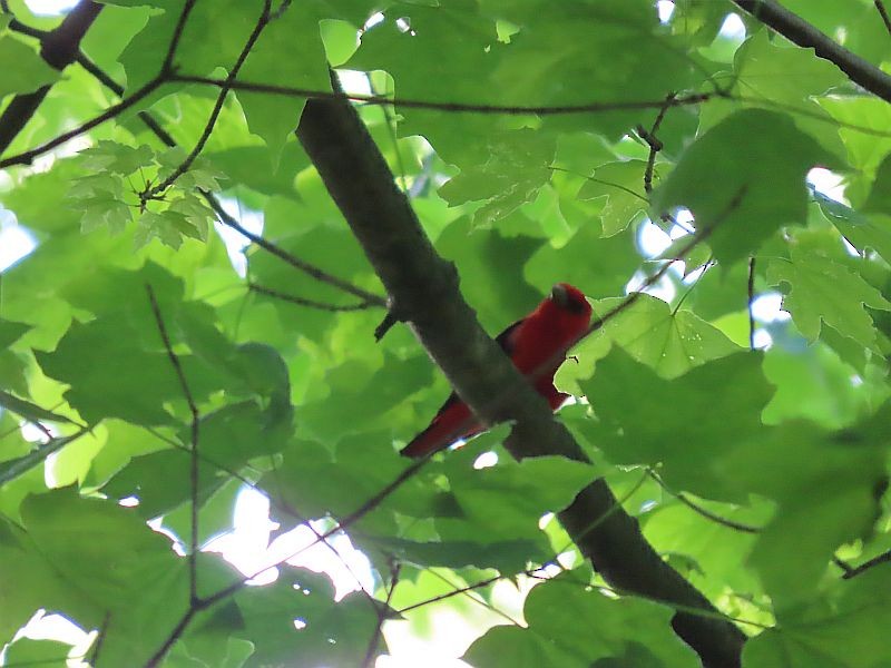 Scarlet Tanager - ML618787761