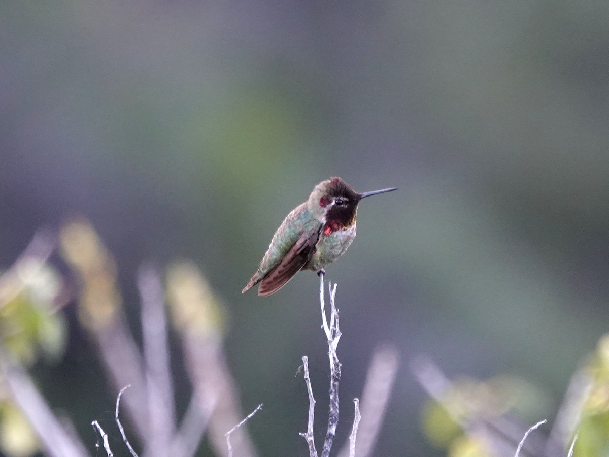 Anna's Hummingbird - ML618787764