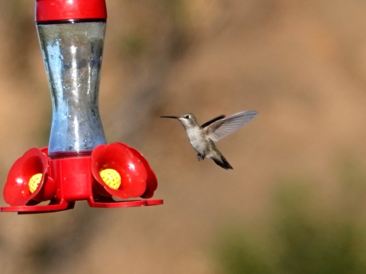 Anna's Hummingbird - Norman Uyeda