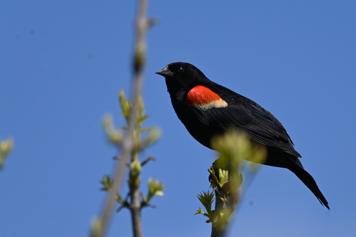Red-winged Blackbird - ML618787782