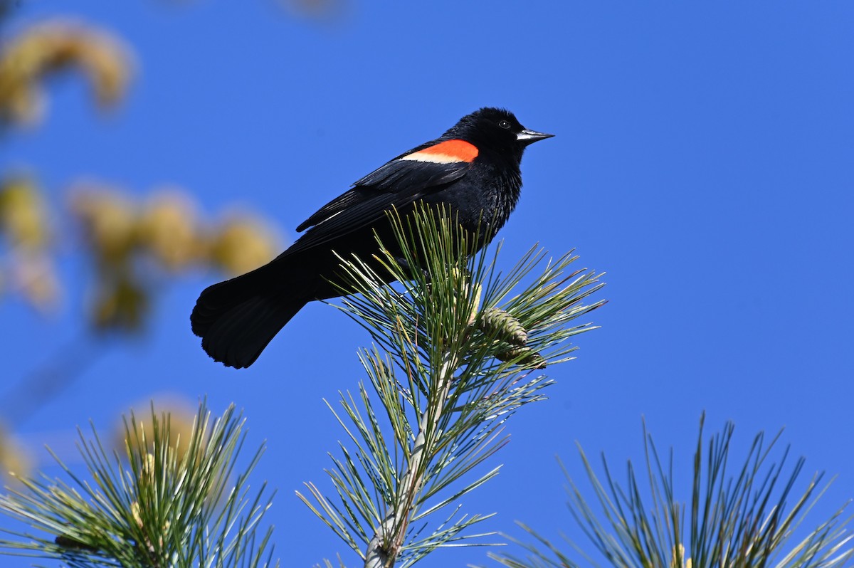 Red-winged Blackbird - Gil Aburto-Avila
