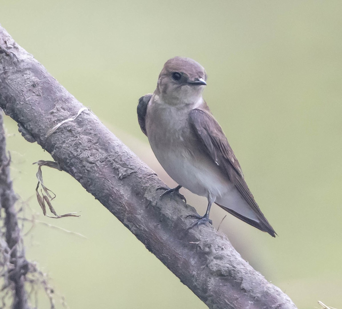 Northern Rough-winged Swallow - ML618787790