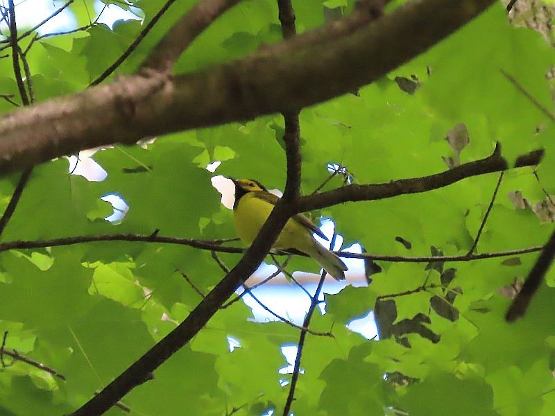 Hooded Warbler - ML618787819