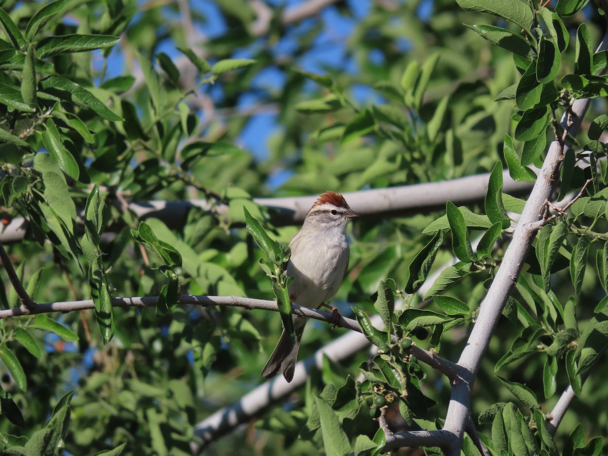 Chipping Sparrow - ML618787827