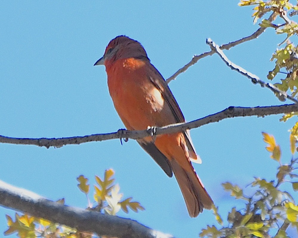 Hepatic Tanager - Ted Wolff