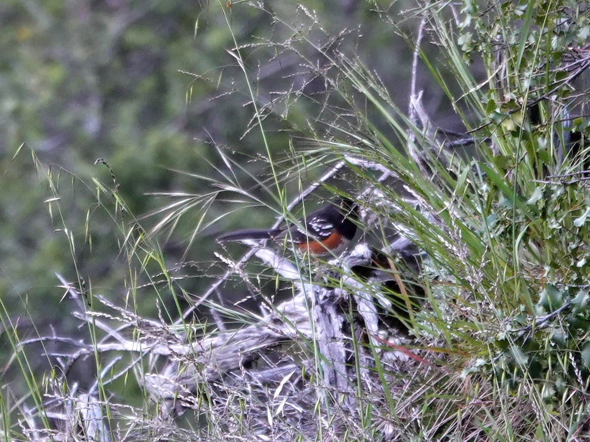 Spotted Towhee - ML618787858