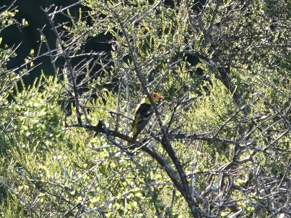 Western Tanager - ML618787873