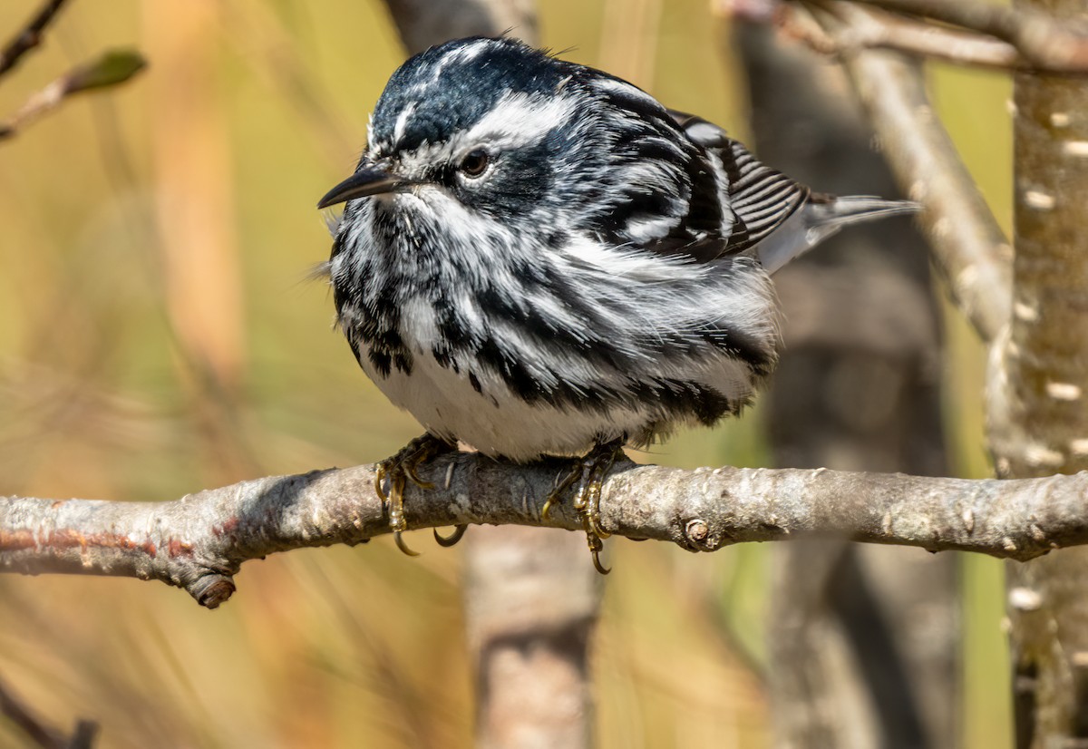 Black-and-white Warbler - ML618787897