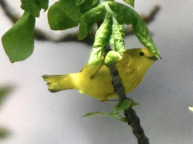 Yellow Warbler - ML618787914