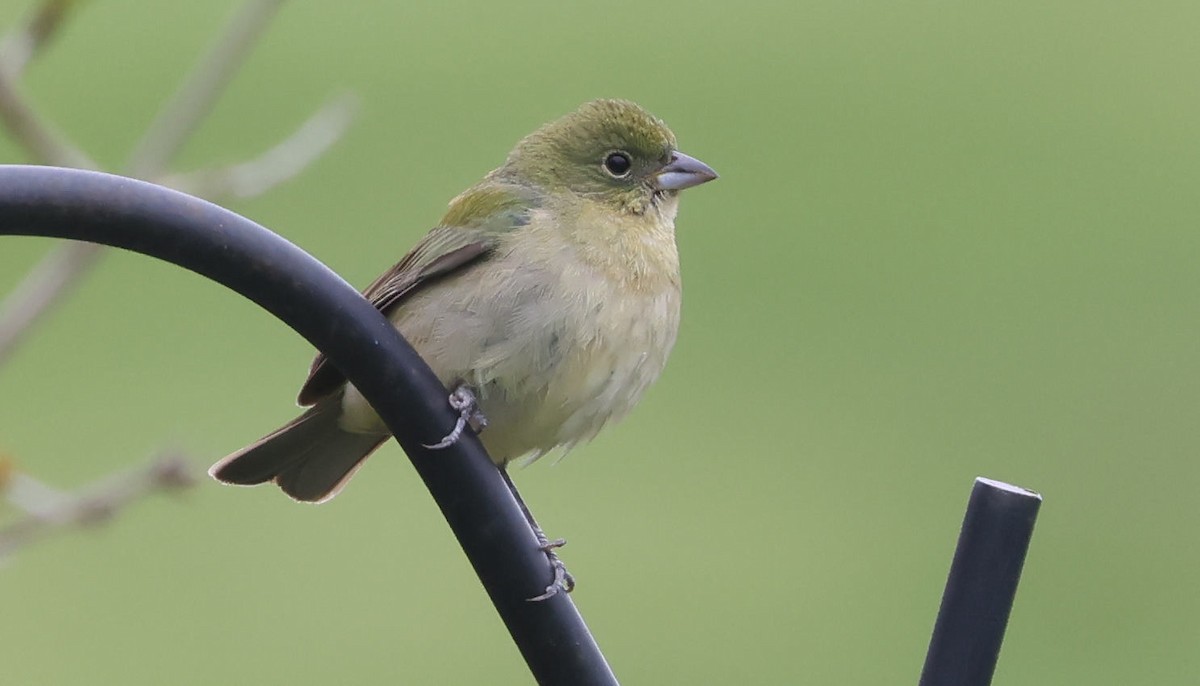Painted Bunting - ML618787950