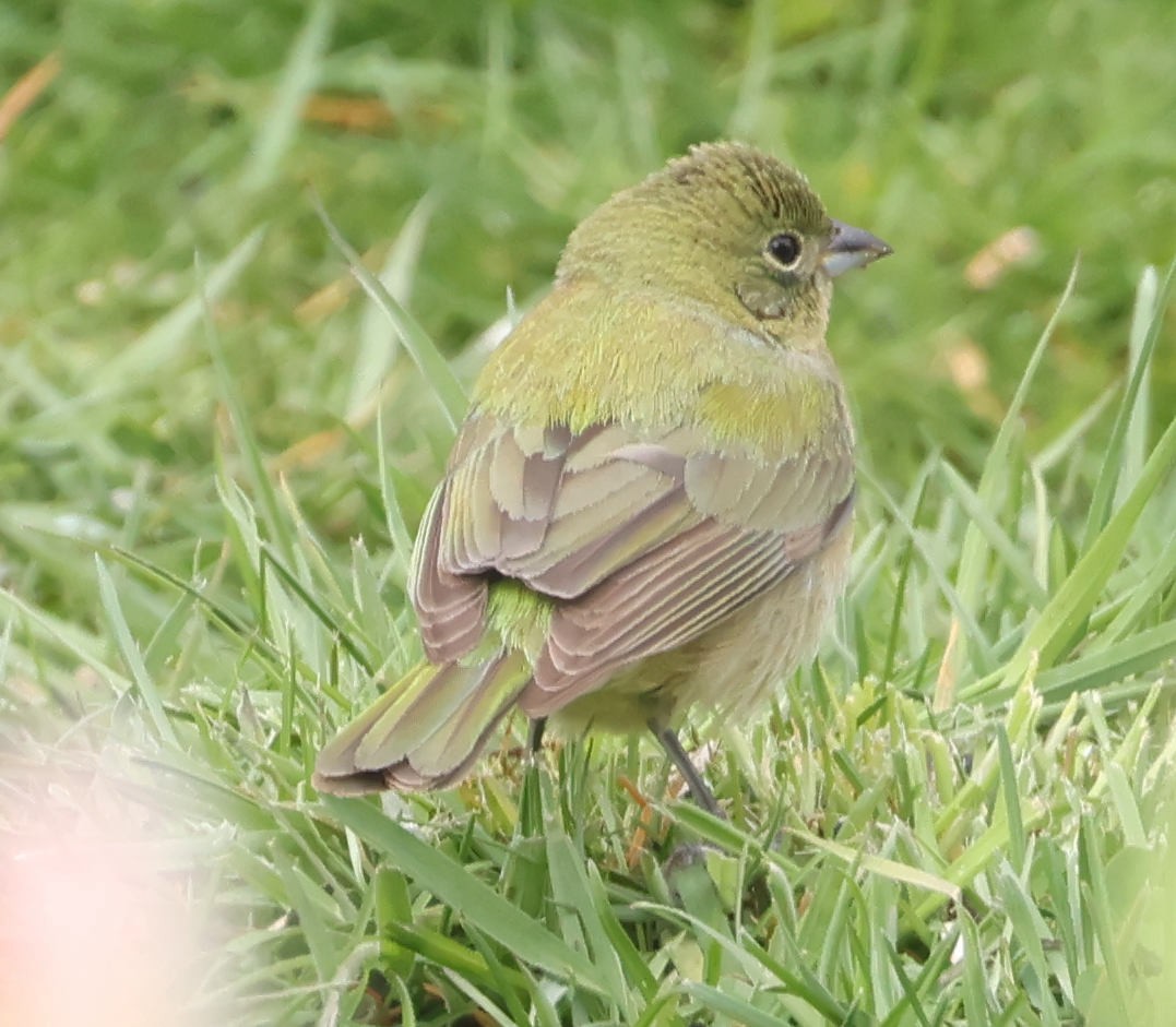 Painted Bunting - ML618787955