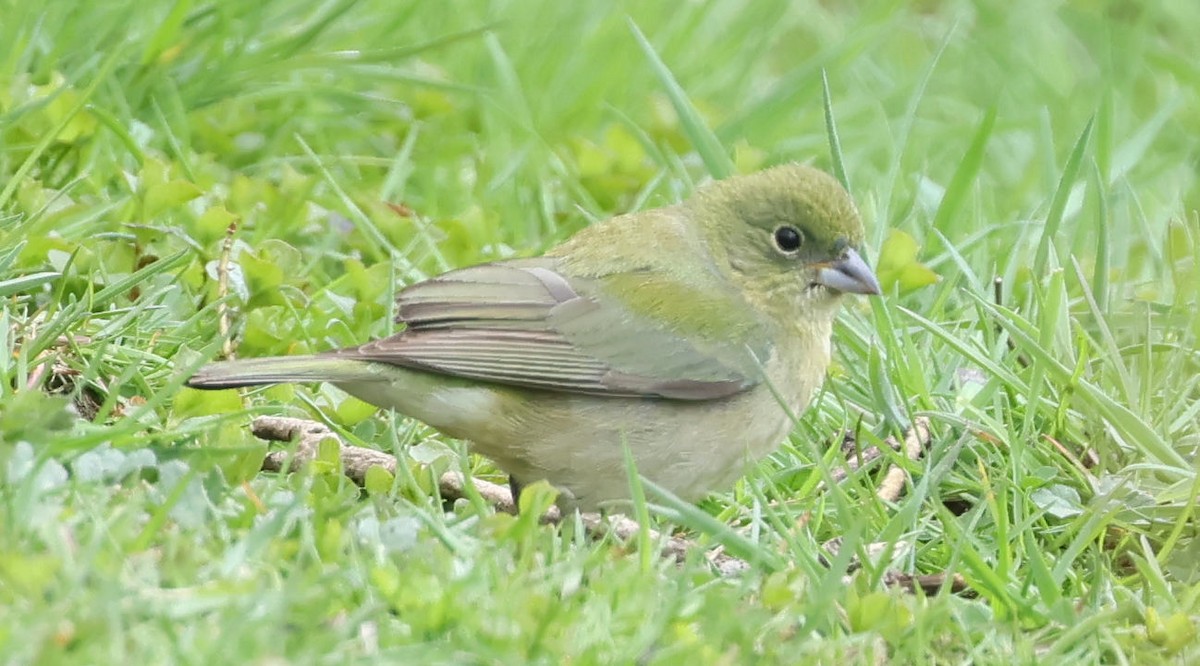 Painted Bunting - ML618787956