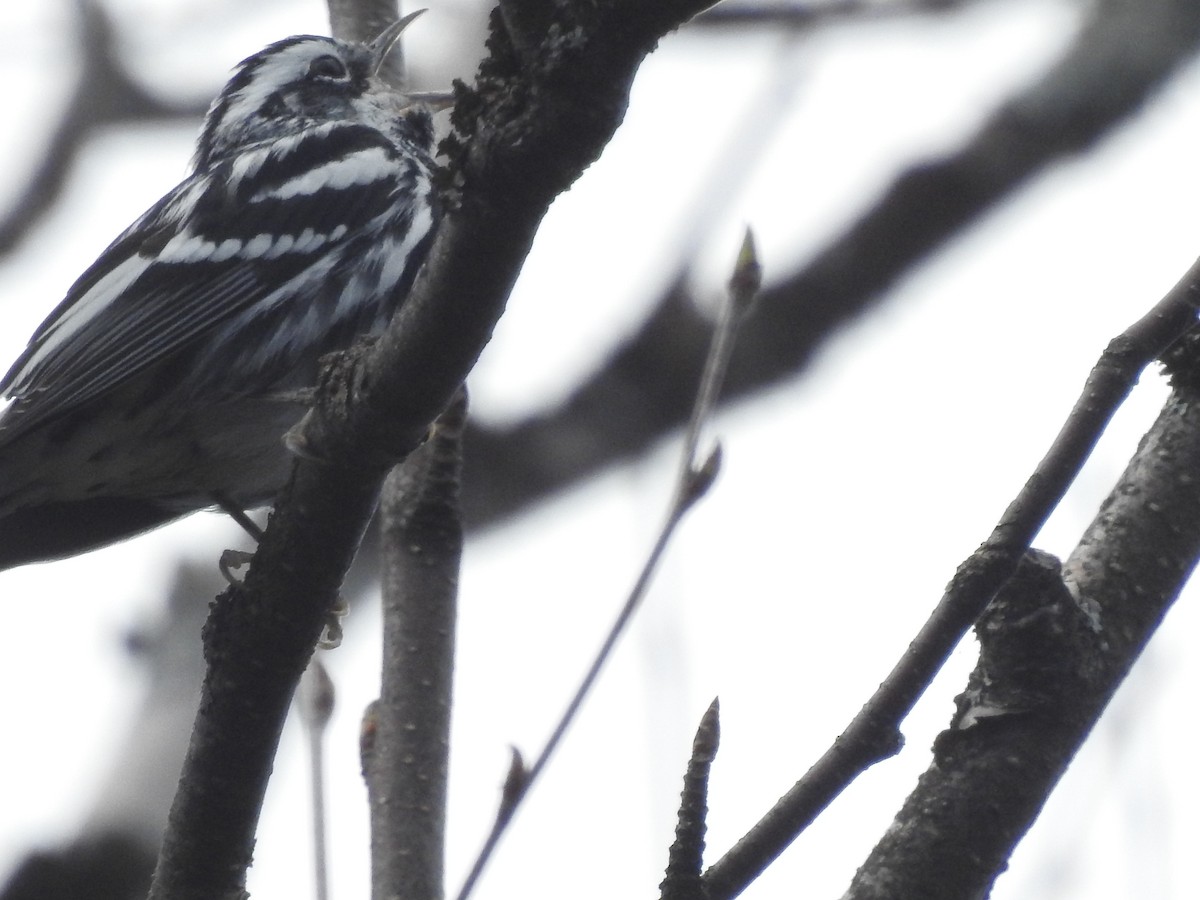 Black-and-white Warbler - Richard Lepage